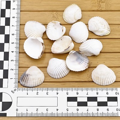 Lot de Coques Vides - GLAUCUM