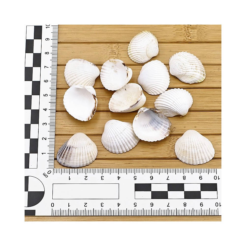 Lot de Coques Vides - GLAUCUM