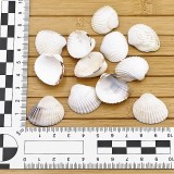 Lot de Coques Vides - GLAUCUM