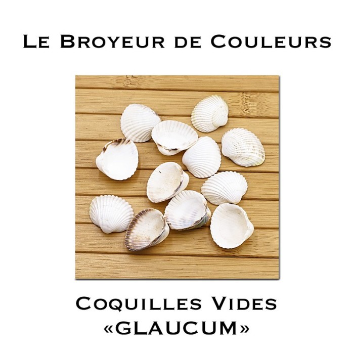 Lot de Coques Vides - GLAUCUM