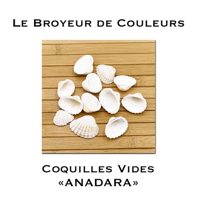 Lot de Coques Vides - ANADARA