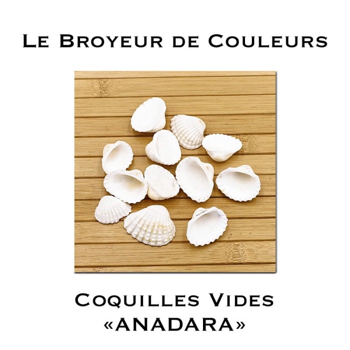 Lot de Coques Vides - ANADARA