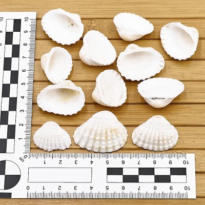 Lot de Coques Vides - ANADARA