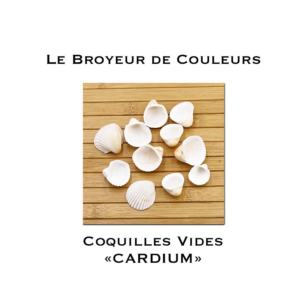 Lot de Coques Vides - CARDIUM