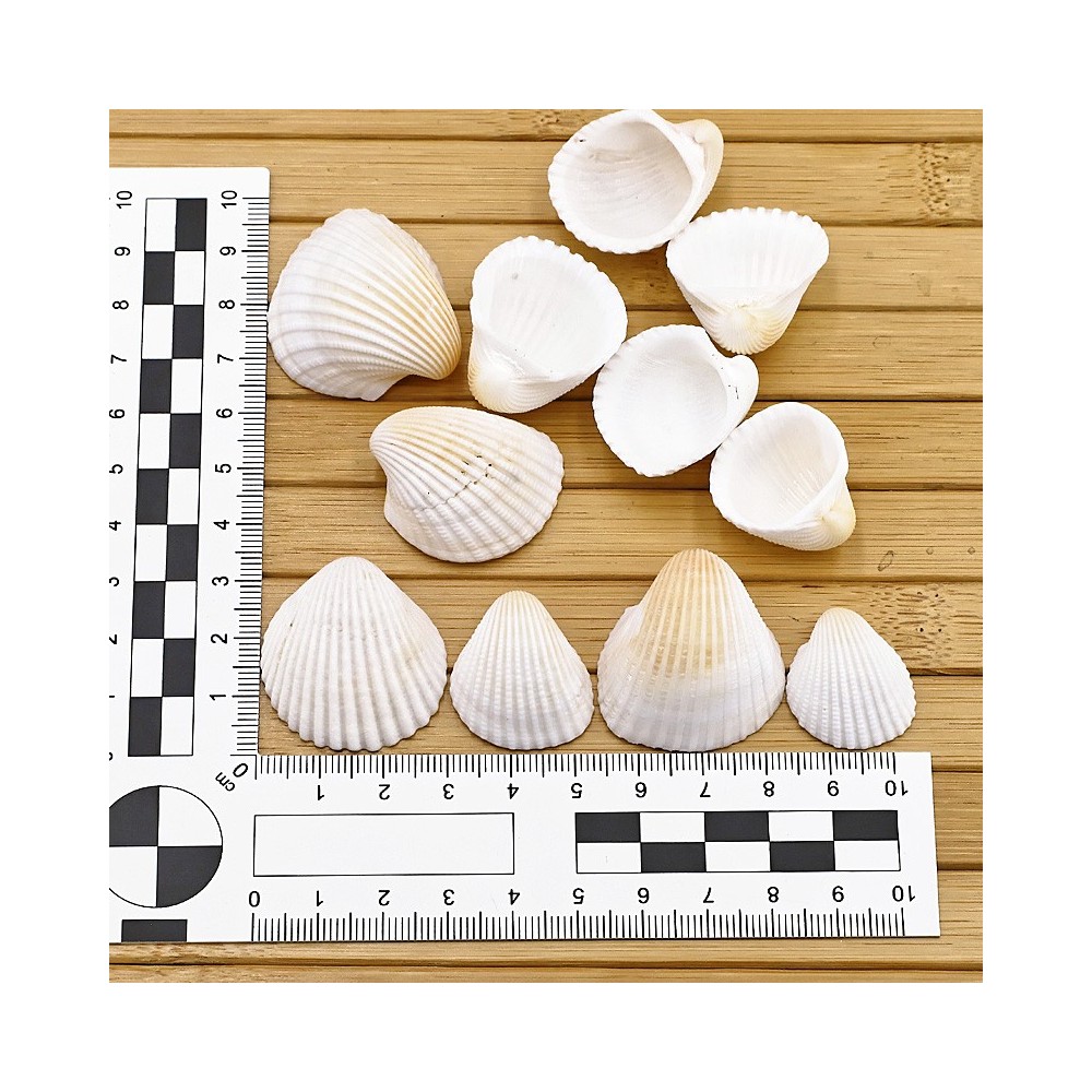 Lot de Coques Vides - CARDIUM