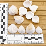 Lot de Coques Vides - CARDIUM